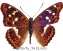 butterfly_34 (2,5x2)